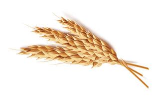 Wheat